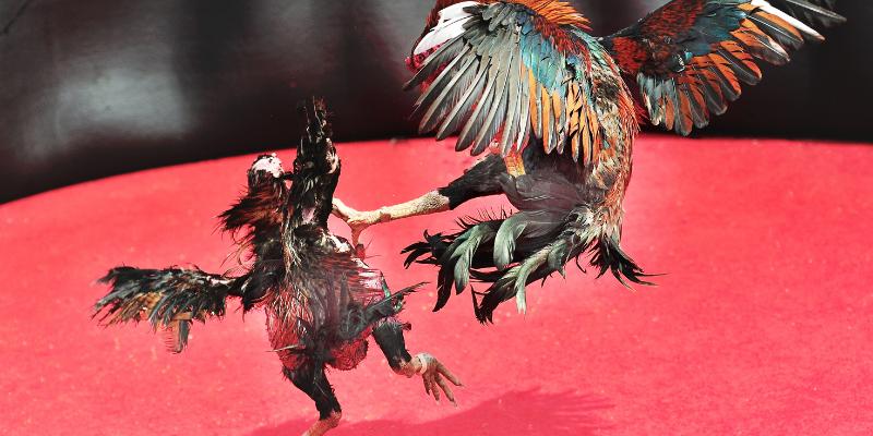 Đá Gà 32win - Trải nghiệm cá cược đỉnh cao, kịch tính