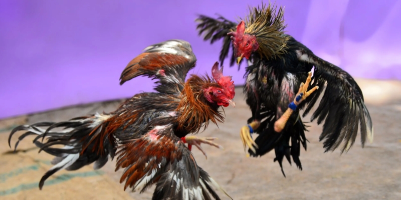 Đá Gà Cựa Dao: Màn đối kháng đỉnh cao, siêu hấp dẫn